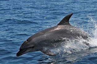 宽吻海豚图片,海洋中的优雅舞者