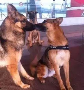 单身狗搞笑动图,笑出腹肌的单身日常  第3张