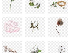 白蓖麻图片  第2张